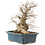 Carpinus coreana, 45 cm, ± 20 Jahre alt