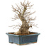 Carpinus coreana, 45 cm, ± 20 jaar oud