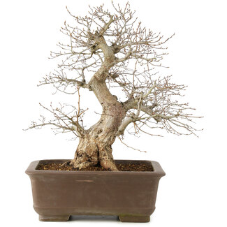 Carpinus coreana, 48 cm, ± 20 anni