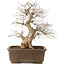 Carpinus coreana, 48 cm, ± 20 years old