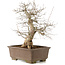 Carpinus coreana, 48 cm, ± 20 Jahre alt