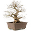 Carpinus coreana, 48 cm, ± 20 jaar oud