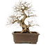 Carpinus coreana, 48 cm, ± 20 Jahre alt