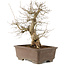 Carpinus coreana, 48 cm, ± 20 Jahre alt