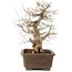 Carpinus coreana, 48 cm, ± 20 Jahre alt