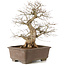 Carpinus coreana, 48 cm, ± 20 Jahre alt