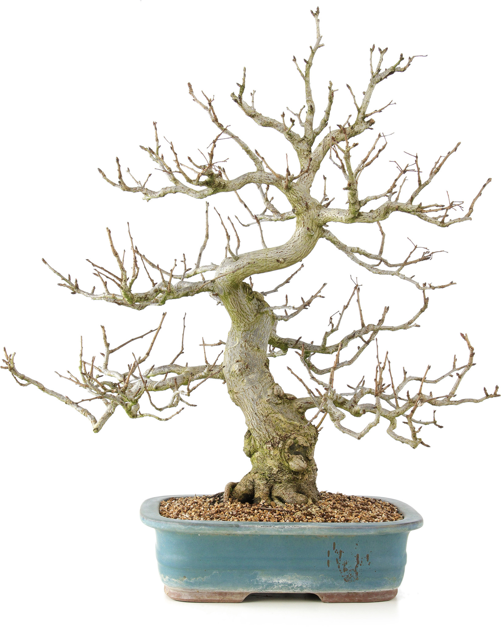 bambus rot kaufen Heiliger Bambus 'Gulf Stream' / Nandina domestica 'Gulf Stream' online  kaufen
