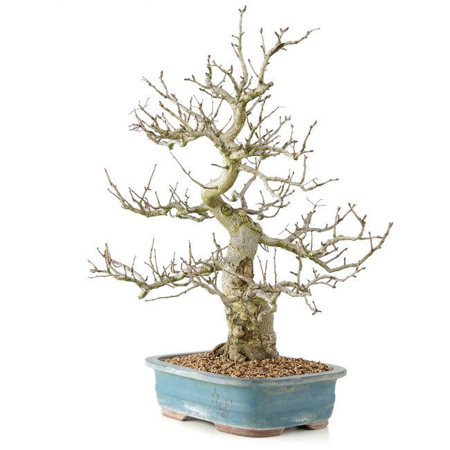 Pourthiaea villosa, 65 cm, ± 20 jaar oud