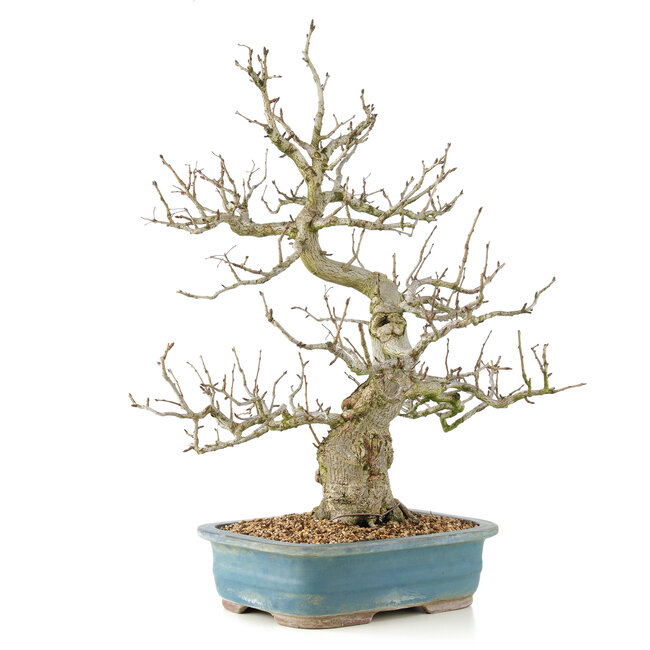 Pourthiaea villosa, 65 cm, ± 20 jaar oud