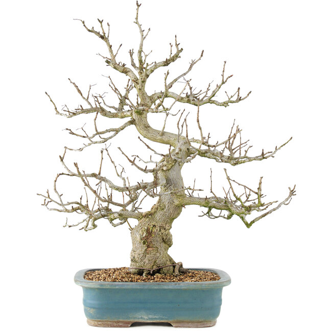 Pourthiaea villosa, 65 cm, ± 20 years old