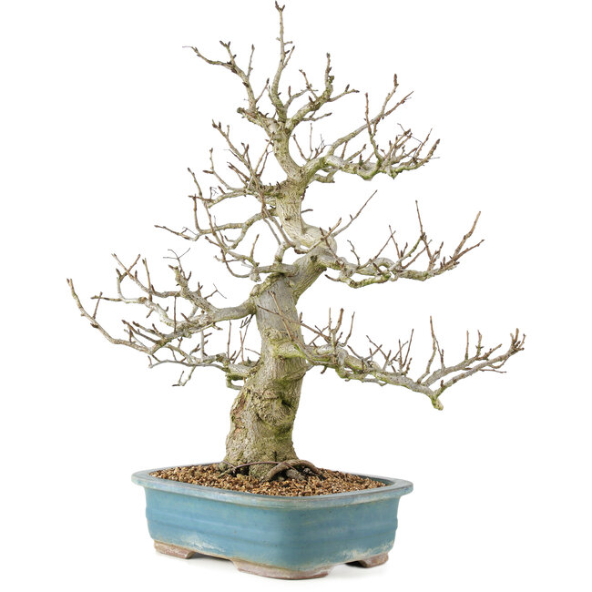 Pourthiaea villosa, 65 cm, ± 20 anni