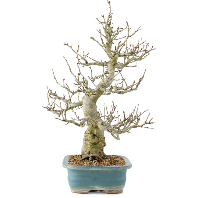 Pourthiaea villosa, 65 cm, ± 20 jaar oud