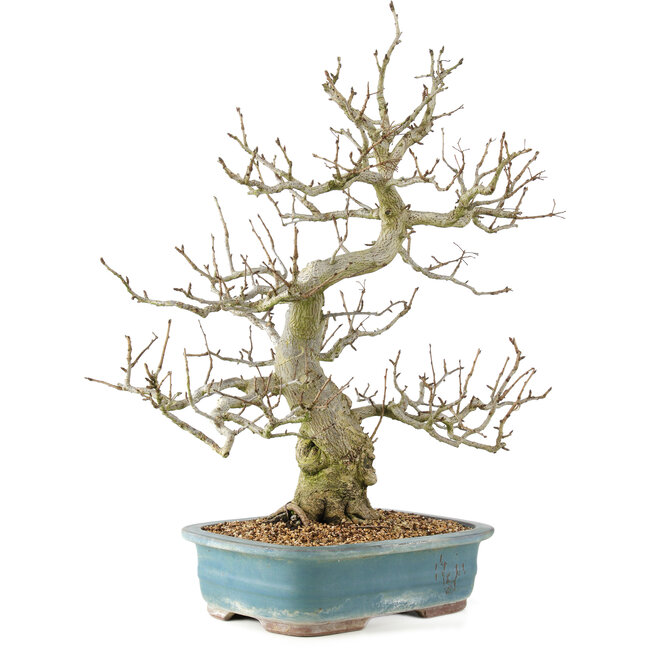 Pourthiaea villosa, 65 cm, ± 20 years old