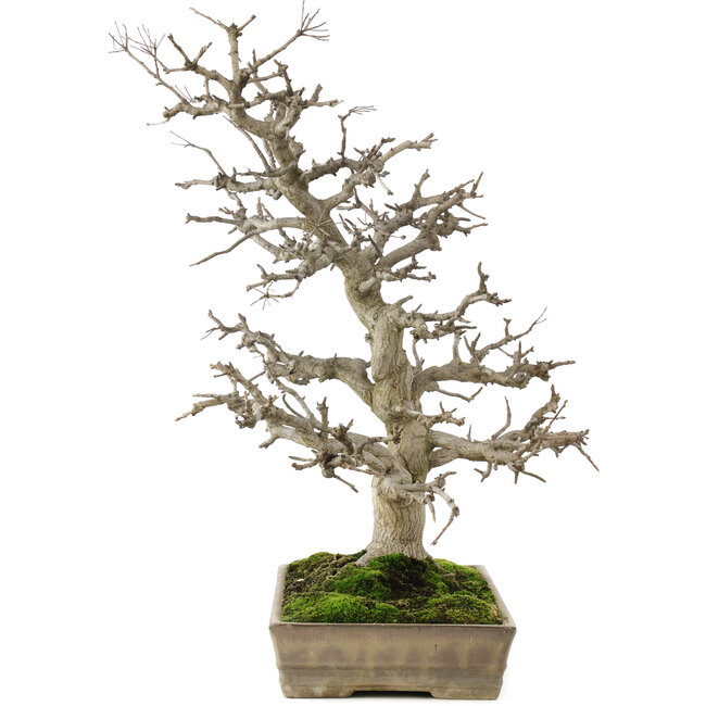 Pourthiaea villosa, 58 cm, ± 35 años