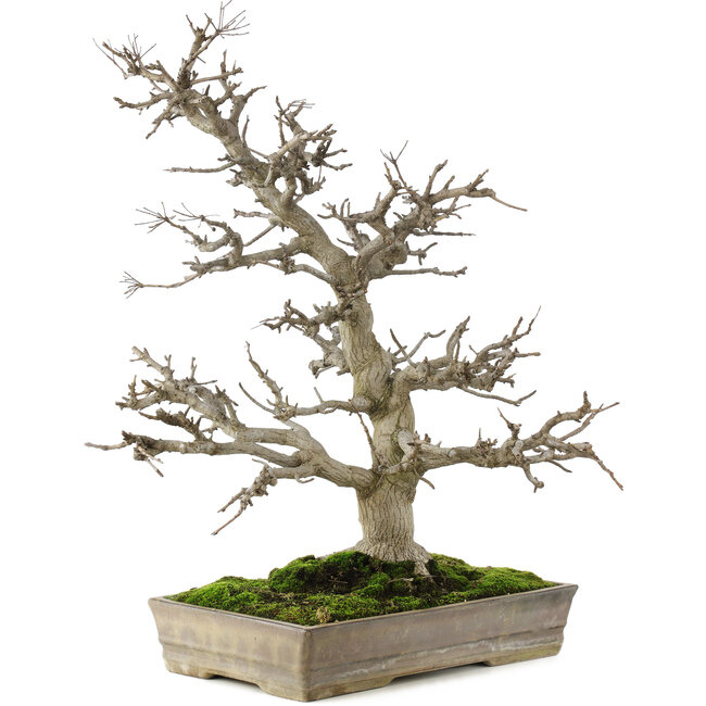 Pourthiaea villosa, 58 cm, ± 35 jaar oud