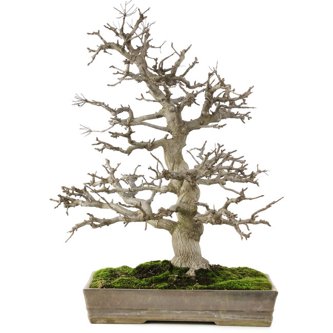 Pourthiaea villosa, 58 cm, ± 35 jaar oud