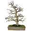 Pourthiaea villosa, 58 cm, ± 35 jaar oud
