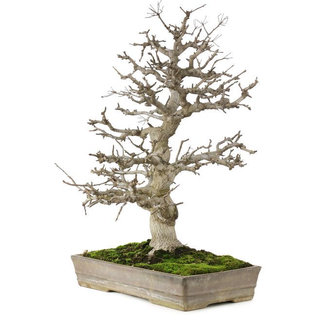 Pourthiaea villosa, 58 cm, ± 35 jaar oud