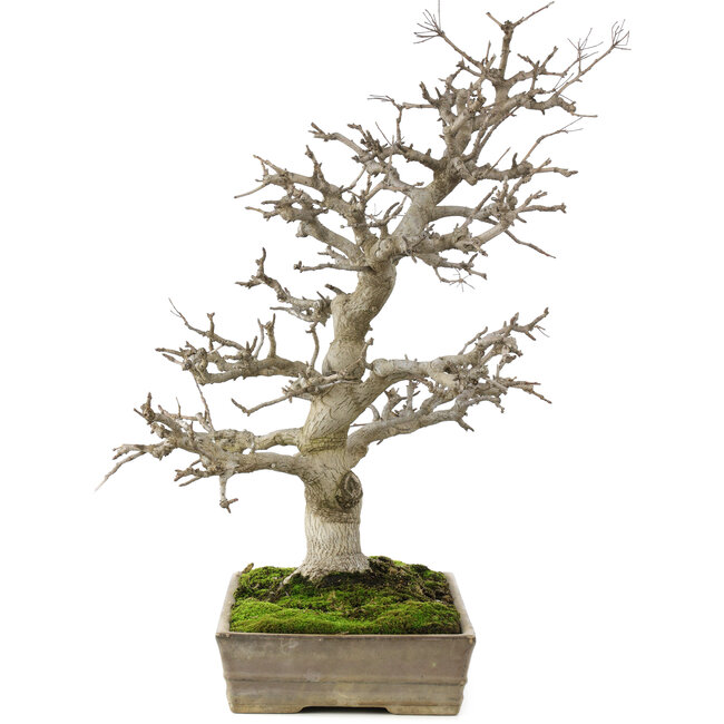 Pourthiaea villosa, 58 cm, ± 35 years old