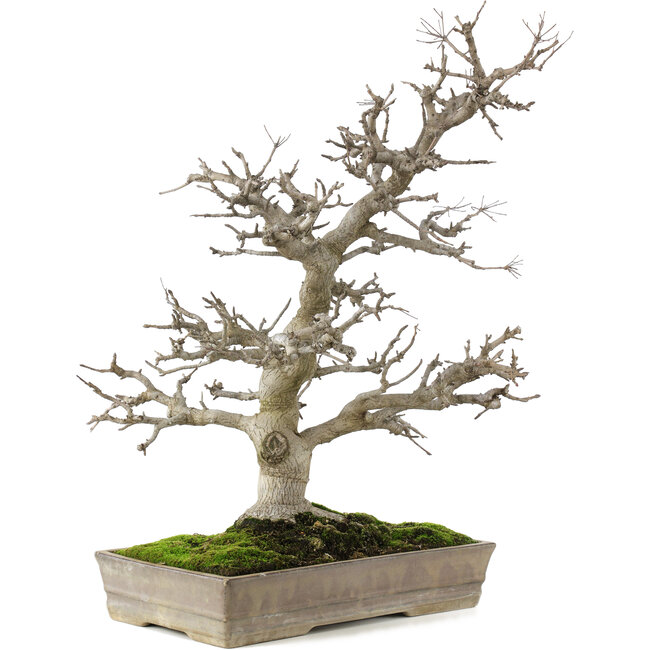 Pourthiaea villosa, 58 cm, ± 35 jaar oud