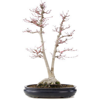 Acer palmatum Sangokaku, 60 cm, ± 25 jaar oud