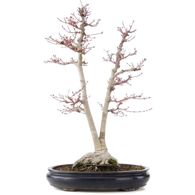 Acer palmatum Sangokaku, 60 cm, ± 25 jaar oud, met een nebari van 15 cm