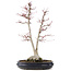 Acer palmatum Sangokaku, 60 cm, ± 25 Jahre alt, mit einem Nebari von 15 cm