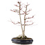 Acer palmatum Sangokaku, 60 cm, ± 25 Jahre alt, mit einem Nebari von 15 cm