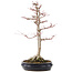 Acer palmatum Sangokaku, 60 cm, ± 25 Jahre alt, mit einem Nebari von 15 cm