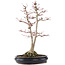 Acer palmatum Sangokaku, 60 cm, ± 25 Jahre alt, mit einem Nebari von 15 cm