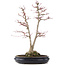 Acer palmatum Sangokaku, 60 cm, ± 25 Jahre alt, mit einem Nebari von 15 cm