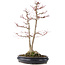 Acer palmatum Sangokaku, 60 cm, ± 25 Jahre alt, mit einem Nebari von 15 cm