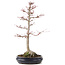 Acer palmatum Sangokaku, 60 cm, ± 25 años, con un nebari de 15 cm