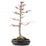 Acer palmatum Sangokaku, 60 cm, ± 25 Jahre alt, mit einem Nebari von 15 cm