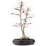 Acer palmatum Sangokaku, 60 cm, ± 25 anni, con un nebari di 15 cm
