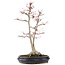 Acer palmatum Sangokaku, 60 cm, ± 25 Jahre alt, mit einem Nebari von 15 cm