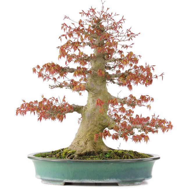 Acer palmatum, 52 cm, ± 35 years old, with a nebari of 25 cm in a handmade Japanese pot by Reiho