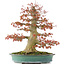 Acer palmatum, 52 cm, ± 35 years old, with a nebari of 25 cm in a handmade Japanese pot by Reiho