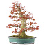 Acer palmatum, 52 cm, ± 35 years old, with a nebari of 25 cm in a handmade Japanese pot by Reiho