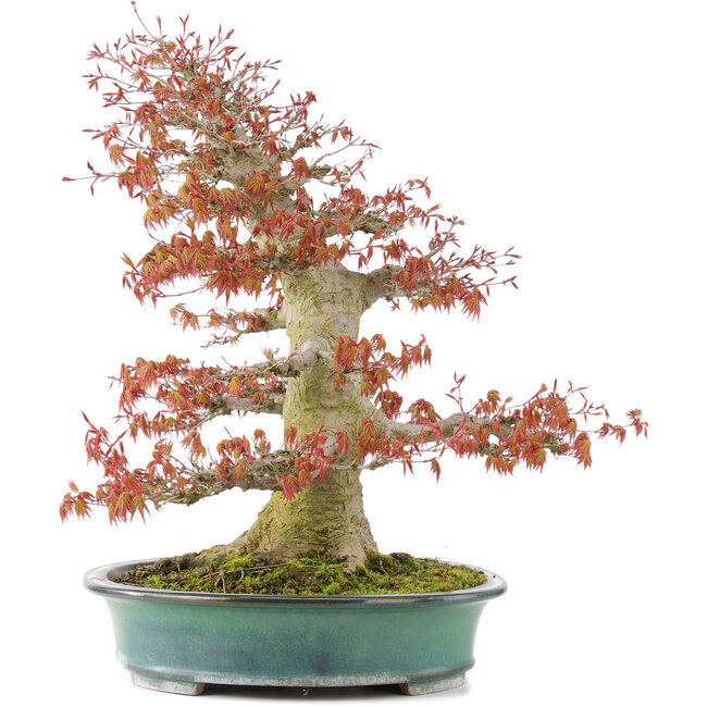 Acer palmatum, 52 cm, ± 35 ans, avec un nebari de 25 cm dans un pot japonais fait main par Reiho