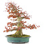 Acer palmatum, 52 cm, ± 35 anni, con un nebari di 25 cm in un vaso giapponese fatto a mano da Reiho