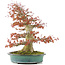 Acer palmatum, 52 cm, ± 35 jaar oud, met een nebari van 25 cm in handgemaakte Japanse pot van Reiho