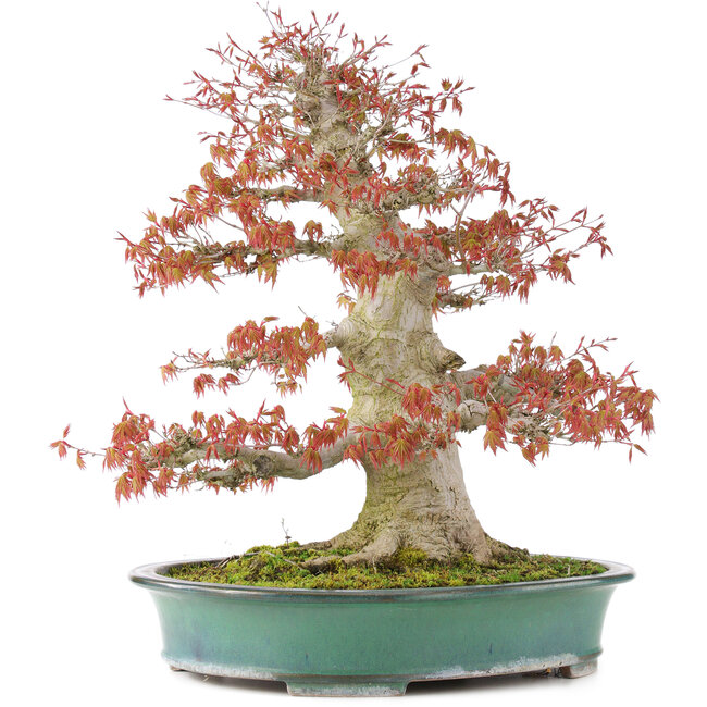 Acer palmatum, 52 cm, ± 35 Jahre alt, mit einem Nebari von 25 cm in einer handgefertigten japanischen Schale von Reiho