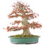 Acer palmatum, 52 cm, ± 35 jaar oud, met een nebari van 25 cm in handgemaakte Japanse pot van Reiho