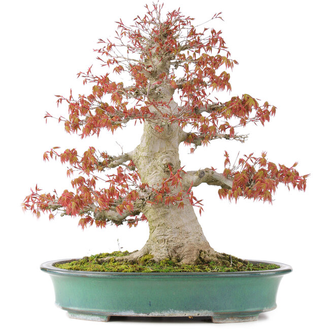 Acer palmatum, 52 cm, ± 35 años, con nebari de 25 cm en maceta japonesa hecha a mano por Reiho
