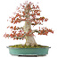 Acer palmatum, 52 cm, ± 35 años, con nebari de 25 cm en maceta japonesa hecha a mano por Reiho