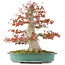 Acer palmatum, 52 cm, ± 35 Jahre alt, mit einem Nebari von 25 cm in einer handgefertigten japanischen Schale von Reiho