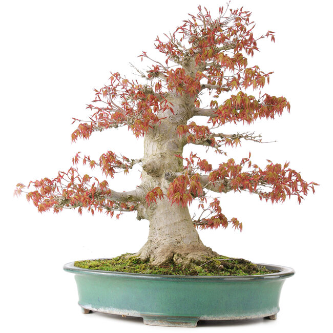 Acer palmatum, 52 cm, ± 35 years old, with a nebari of 25 cm in a handmade Japanese pot by Reiho