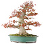 Acer palmatum, 52 cm, ± 35 Jahre alt, mit einem Nebari von 25 cm in einer handgefertigten japanischen Schale von Reiho