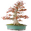 Acer palmatum, 52 cm, ± 35 years old, with a nebari of 25 cm in a handmade Japanese pot by Reiho